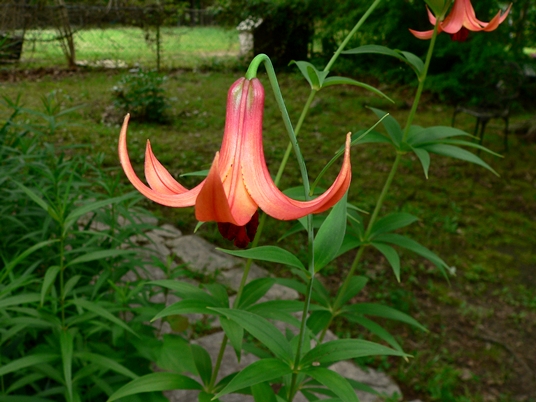 {Lilium canadense}